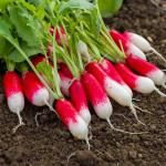 Potagères - Radis Pernot Clair - face recto